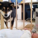 댕댕이천사 이미지