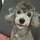 펫 스토리[Pet Story] 네이버블로그