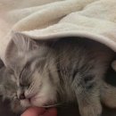 대전 고양이분양 퍼스트캣 대전점 이미지