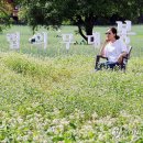 봉평메밀숲 이미지