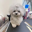 타이니켄넬 | 실버푸들견사 실버타이니푸들 6개월 티컵푸들 왕자님 공주님 분양 정보