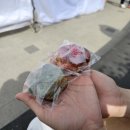 열매푸드 | 군포 철쭉축제 다녀온 뒷북 둥둥 후기 🌸 (개화시기, 주차, 푸드트럭, 특화상품 등등)