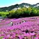 “서울에 이런 봄꽃 명소가 있어?”… 철쭉 바다에 놀라는 4월 여행지 이미지
