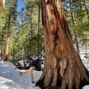 Vivian Creek Trail to High Creek Camp 02-28-2026 이미지