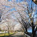 합천호회양관광단지 | 경남 벚꽃 명소 합천호 회양관광단지 벚꽃 개화상황