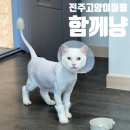 전북펫고등학교 | 전주 고양이 무마취 미용 목욕 함께냥 전주점에서 첫 도전!!!