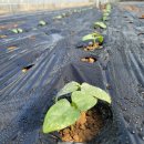 숨고름민박 이미지