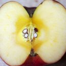 금강농원 이미지