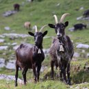 대가흑염소 이미지