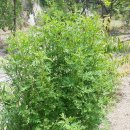 인진쑥농장 이미지