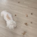 (주)메가덴탈 이미지