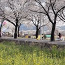 달성군유가면한정보건진료소 | 대구 달성군 한정리 달창지 벚꽃길에서 봄꽃 마중
