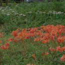 백제가요정읍사오솔길(2코스 내장호 수변데크) 이미지