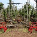 비체올린 이미지