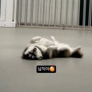 대명대길11번길 | 24시간 케어 가능한 강아지호텔, 경기 광주 어반퍼피 후기💛 밤비&amp;꼬막의 꿀잠 호텔링!