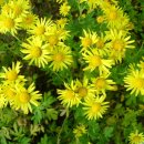 감나무골 이미지