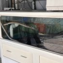 진성장어 이미지