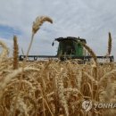 밀밭 연합뉴스
