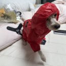 엔젤퍼피 | [제품리뷰] 퍼피엔젤 옷 구매했어요