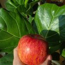귀로농원 | 🍎 청송 문경 사과 유명한 곳 정담아농원 부사 사과 후기 ! 프리미엄 꿀사과 시나노골드 햇사과 감홍사과...