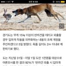 경기도 지금 대형견 입마개 의무화+ 산책할때 리드줄 2m로 제한하는 조례 개정 논의중이래 ㅋㅋㅋ 이미지