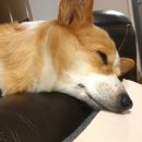 고롱고롱 이미지