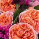 로자리안 이미지