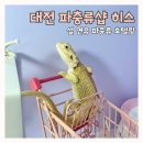 히스(HISS) | [공지] 설 연휴 파충류 호텔링 | 대전 파충류샵 히스