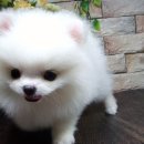화이트포메라니안 이미지