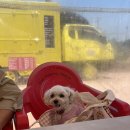 원산도 체육공원 푸드존 이미지