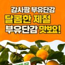 진영농장 | 진영단감 부유단감-달콤한 가을이 손끝에 물드는 순간