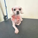 상아지네 이미지