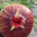 으뜸농장 이미지