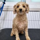 마이핫독 이미지