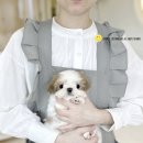 모델독켄넬 이미지