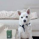 퍼피안 | 메디퍼피 액티브 M 강아지 영양제 관절 근육 관리템 솔직 후기