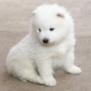 24시 나음동물 의료센터 이미지