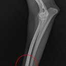 멍냥동물병원 이미지