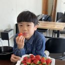 가덕농장 | 청주 가덕딸기체험농장! 아이들 데리고 다녀온 후기🍓