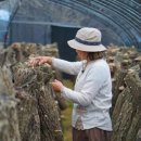 봄맞이 표고농장 이미지