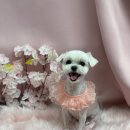 똘똘하개 이미지