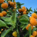 성산농장3 이미지