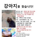 인천부평구 요크셔테리어를 찾습니다!!!! 이미지