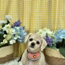 다대스파 이미지