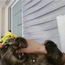 고양이 모자 이미지