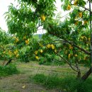 앞섬농장 이미지