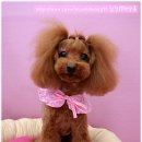 토토펫살롱 이미지