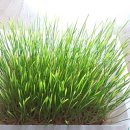 미랑미랑 이미지