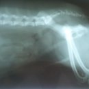 애경동물병원 이미지