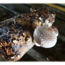 개나리농장 이미지